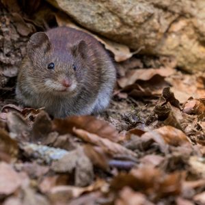 mice in wall