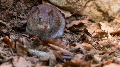 How to Get Rid of Mice in the Wall 28 mice in wall