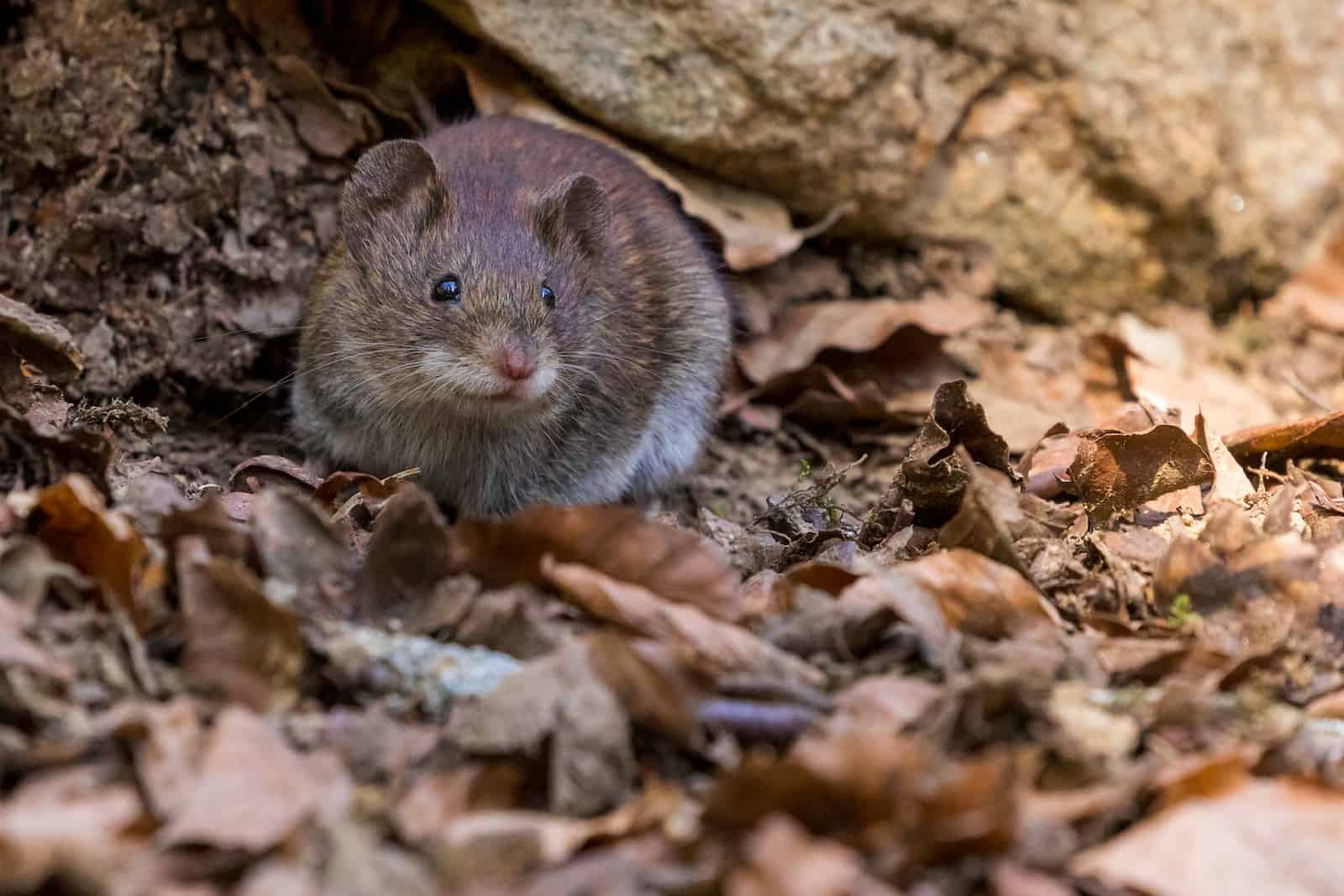 How to Get Rid of Mice in the Wall